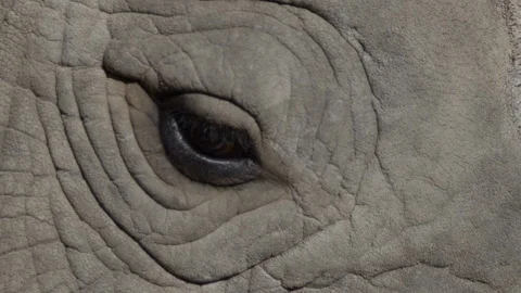 Rhino eyeball close up blinking Stock Footage 85541803