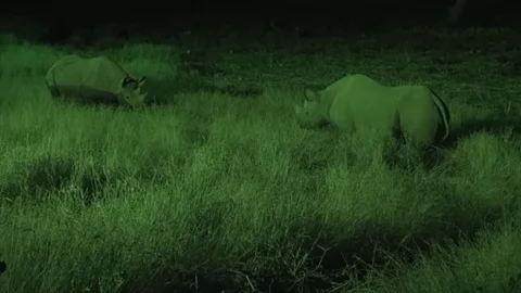 Rhino face off Stock Footage
