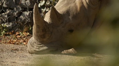Rhino face lying down (Close up) Stock Footage 163667240