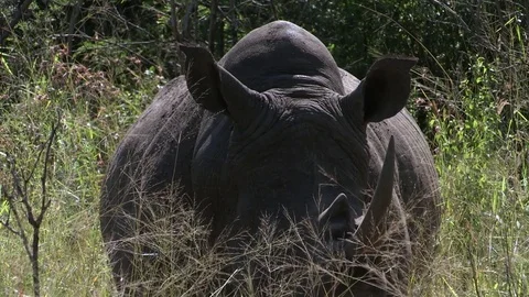 Rhino, facing camera, stands in long grass Stock Footage 77753025