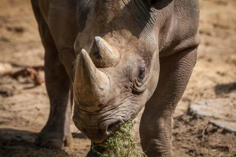Rhino facing Stock Photos