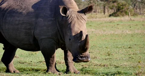 Rhino Feeding Stock Footage 60602308