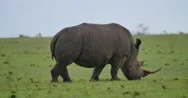 Rhino Feeding Stock Footage