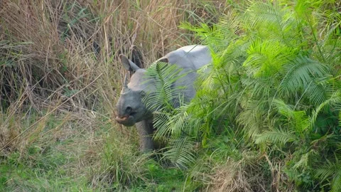 Rhino feeding Stock Footage 329681494