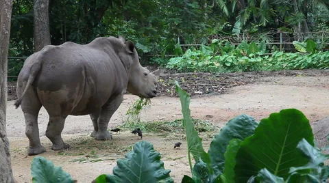 Rhino feeding, HD Stock Footage