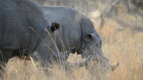 Rhino feeding - Medium 스톡 동영상 43052968