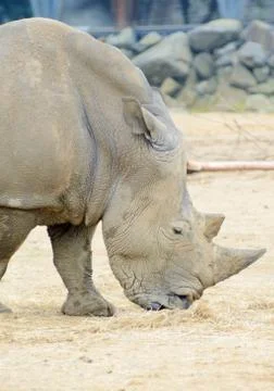 Rhino feeding Stock Photos
