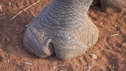 Rhino foot closeup Stock Footage 128398035