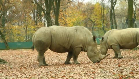 Rhino Stock Footage 10842431