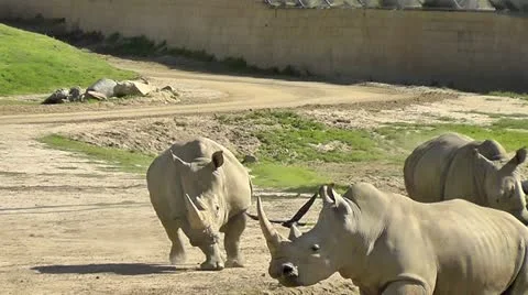 Rhino Stock Footage 10861212