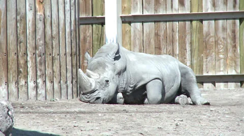 Rhino 库存影片 26110003