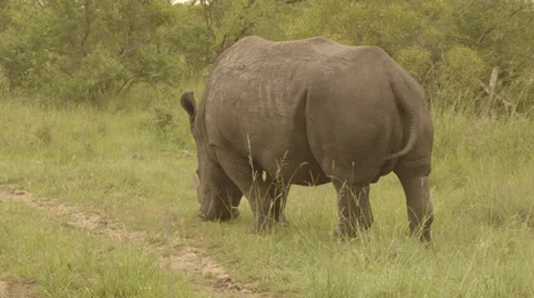A rhino Stock Footage 27488489