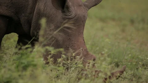 Rhino Stock Footage 28192470