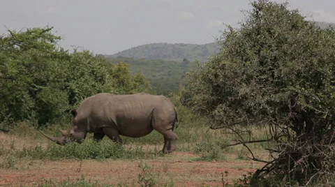 Rhino Stock Footage 28336523