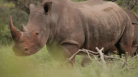 Rhino 動画素材 28346025