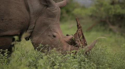 Rhino Stock Footage 28374749