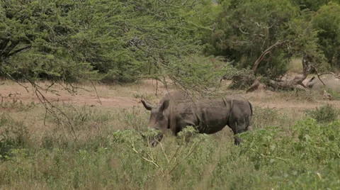 Rhino Stock Footage 28381914