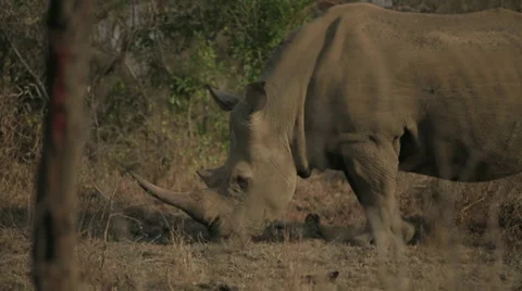 Rhino Stock Footage 28410196