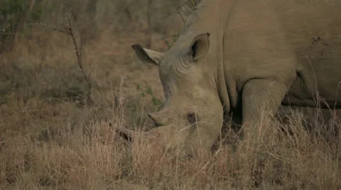 Rhino Stock Footage 28423350