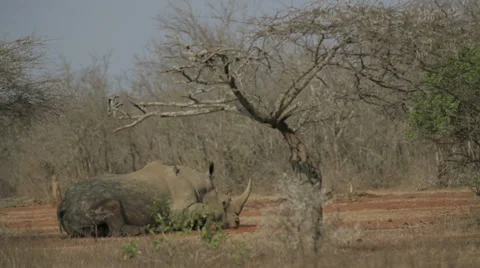 Rhino Stock Footage 28464027