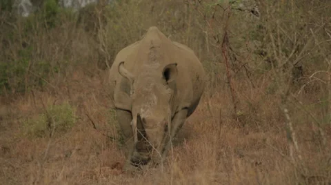 Rhino Stock Footage 28478097