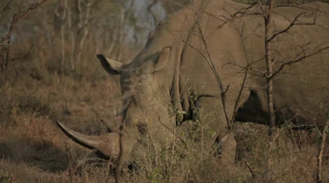 Rhino Stock Footage 28480187