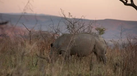 Rhino Stock Footage 29746472
