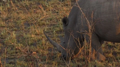 Rhino Stock Footage 29749233