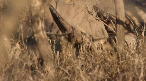 Rhino Stock Footage 29751099