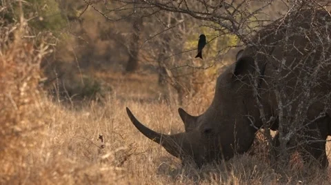 Rhino Stock Footage 29928965