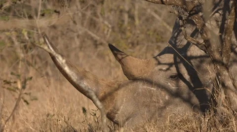 Rhino Stock Footage 29931704