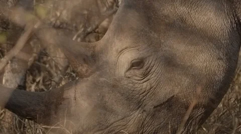 Rhino Stock Footage 29935105