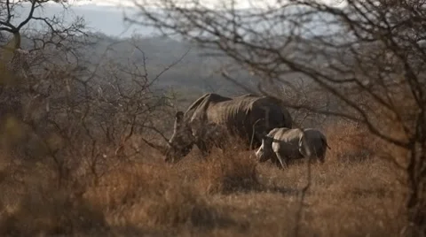 Rhino Stock Footage 29935438