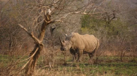 Rhino Stock Footage 30736545