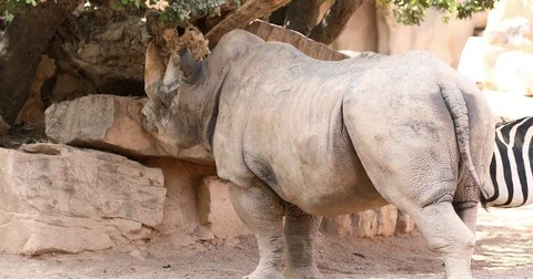 Rhino Stock Footage 80848088