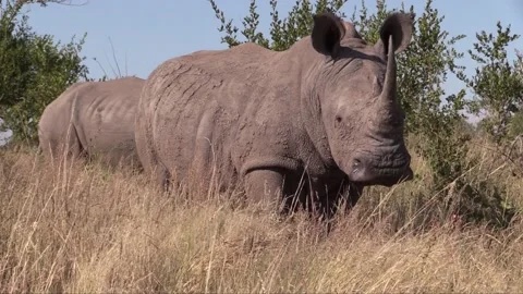 Rhino Stock Footage