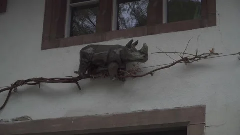 Rhino Stock Footage 168798179