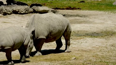 Rhino Stock Footage 231130747