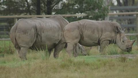 Rhino Stock Footage 291759747
