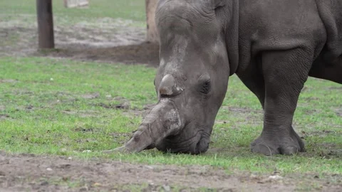 Rhino Stock Footage 311944472