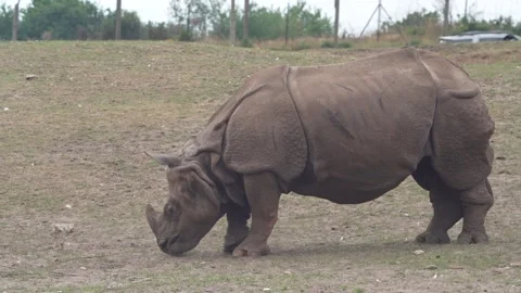 Rhino Stock Footage 311944524