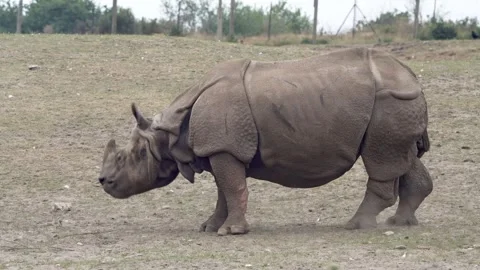 Rhino Stock Footage 311956283