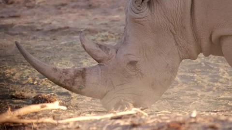 Rhino foraging at sunset Stock Footage 132591516