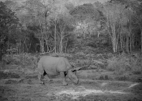 Rhino in forest Stock Photos