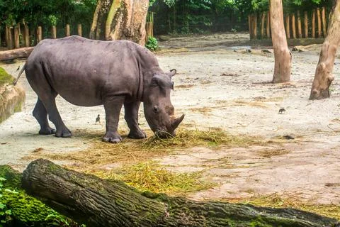 Rhino in the forest Stock Photos