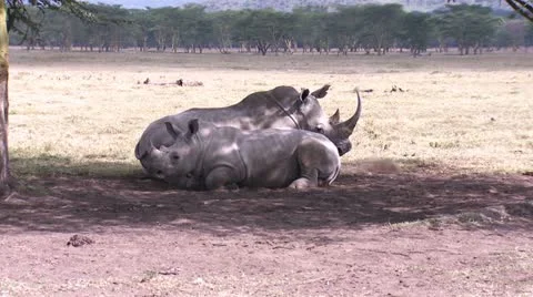 Rhino gets up Video stock 22313202