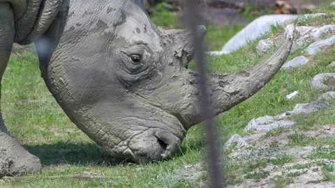 Rhino graaang Stock Footage 231130748