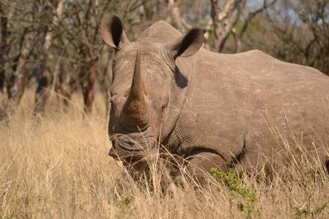 Rhino in the grass 2 Stock Photos