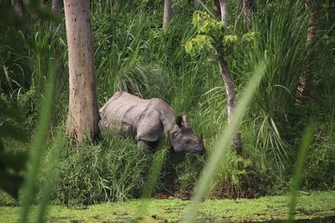 Rhino in grass drinking from river Foto stock