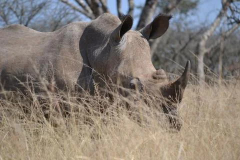 Rhino in the grass Stock Photos